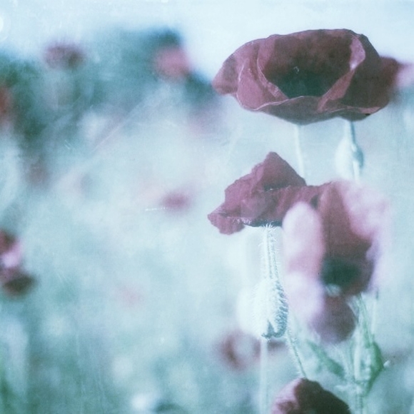 Meet your Posh Ambassador, Chrys - Picture 7 of 8